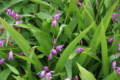 TCM - Bletilla striata